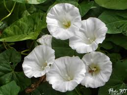 Gốc của vấn đề